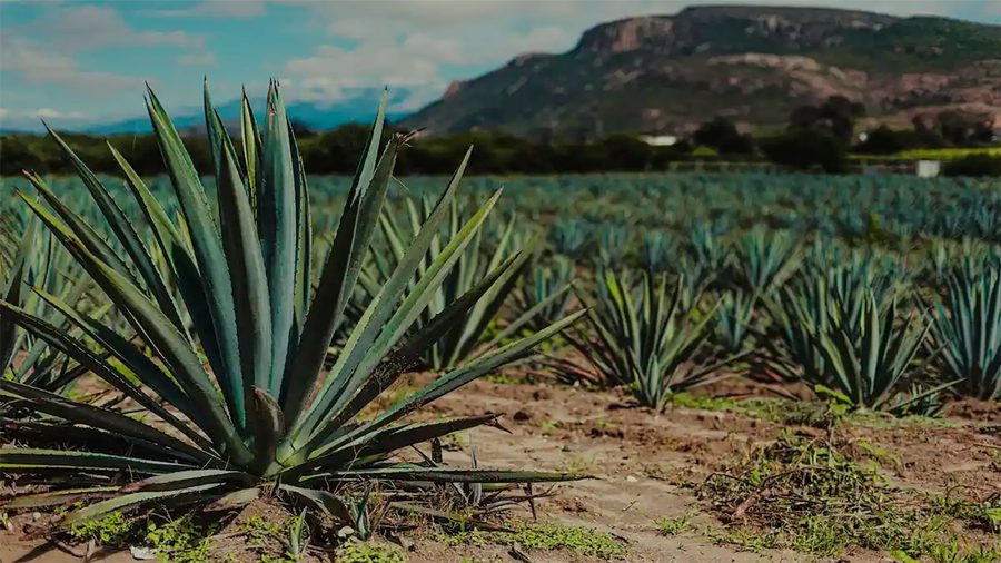 Agave fields in Mexico
