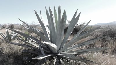 Agave field