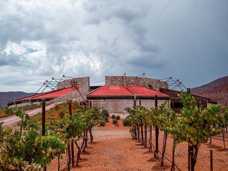 Vineyard in Mexican wine country